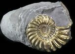 Pyritized Pleuroceras Ammonite - Germany #42747-1